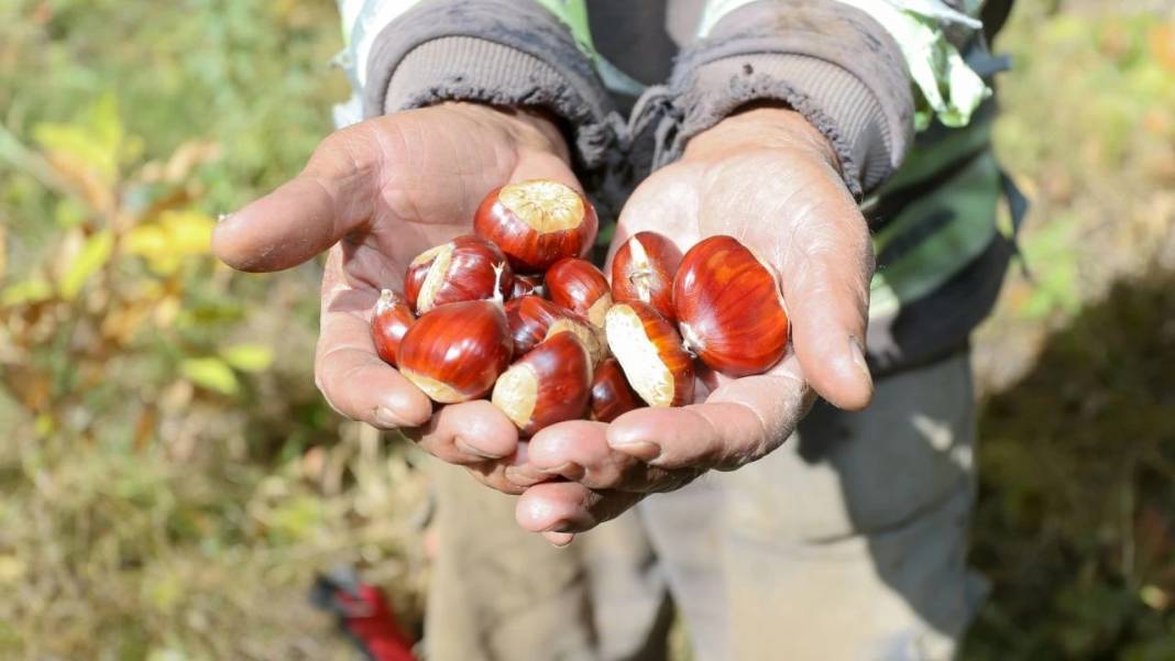 Pişince köpürüyorsa sakın yemeyin! Gerçek kestane nasıl anlaşılır? 9